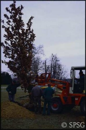 Potsdam, Neuer Garten, Pflanzen eines Baumes.