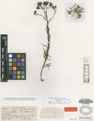 Senecio pinnatus Poir. var. tenuisectus Griseb.[syntype]