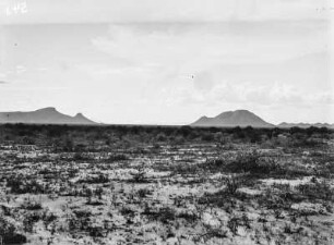 Vegetation : Blick über eine Vegetationsfläche mit Anhöhe
