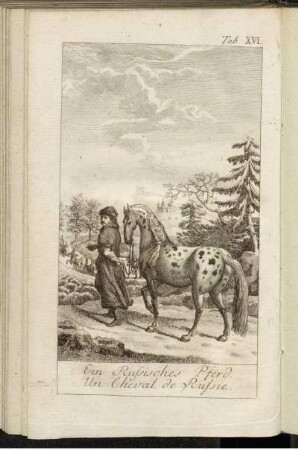 Tab XVI. Ein Russisches Pferd. Un Cheval de Russie.