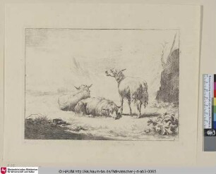 [Die drei Schafe beim Ährenfelde; Three sheep]