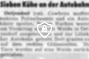 Sieben Kühe an der Autobahn