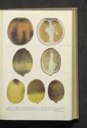 Fig. 142. A-G