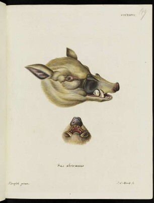 CCCXXVII. Sus africanus