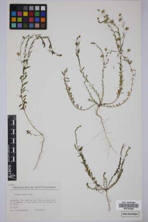 Linum bienne Miller