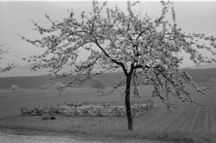 Jugenheim: Blütenbaum mit Schafen