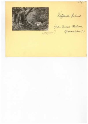 Rafflesia Batma. Reproduktion aus: Anton Kerner von Marilaun, Adolph Hansen "Pflanzenleben 1. Gestalt und Leben der Pflanze", 1896