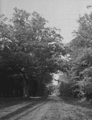 Waldweg