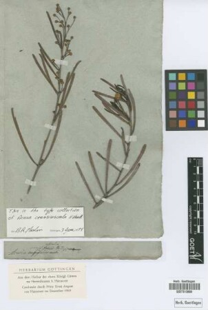 Acacia crassiuscula H.L.Wendl. [holotype]