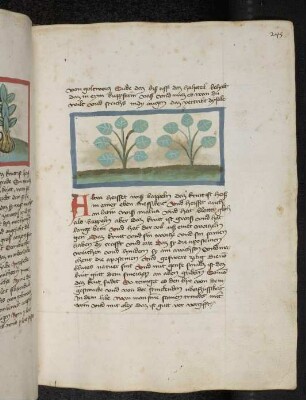 Kräuterpflanze: Altea (Althea officinalis = Eibisch / Malvaceae) Weizenpappel; (aus Konrads von Megenberg "Buch der Natur")