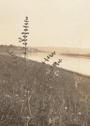 Europa. Wiesensalbei (Salvia pratensis)