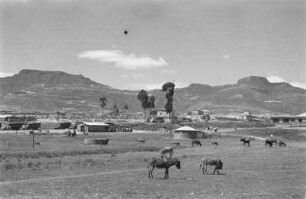 Irreguläre Hilfstruppen bei Adigrat : Irreguläre Hilfstruppen der Italiener. Maultiere in einer Savannenlandschaft vor einer Siedlung
