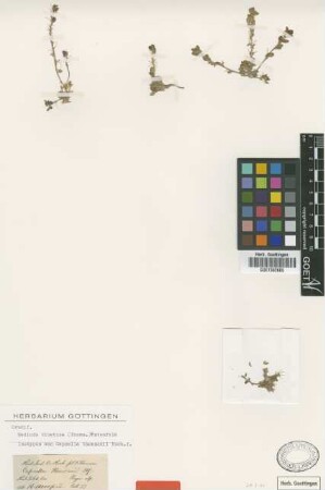 Capsella thomsonii Hook.f. [isotype]