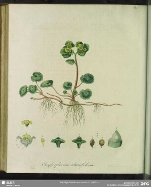 Chrysosplenium Alternifolium. Milzkraut, mit wechselseitig stehenden Blaettern