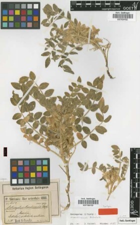Astragalus mardinensis Stapf [type]