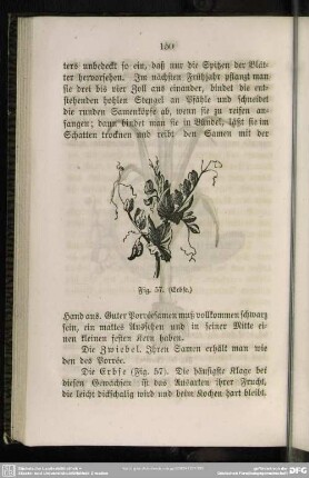 Fig. 57. (Erbse)
