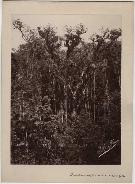 Forêt vierge brésilienne avec épiphytes