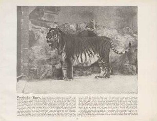 Persischer Tiger