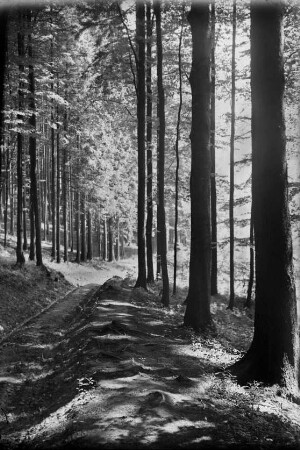 Waldweg in der Umgebung von Steinbach