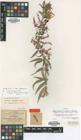 Lobelia laxiflora Kunth subsp. angustifolia (A.DC.) Eakes & Lammers