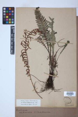 Blechnum valdiviense C.Chr.