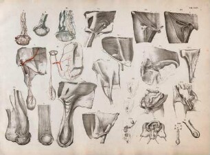 Gefäße des Hodens, die Leisten- und Schenkelgegend und der Descensus testiculorum