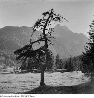 Nadelbäume in einem Tal mit See in den Alpen