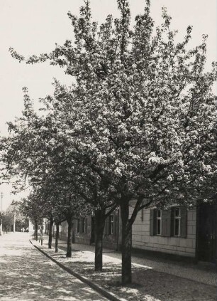 Petzow bei Werder an der Havel. Frühling. Blühende Birnbäume