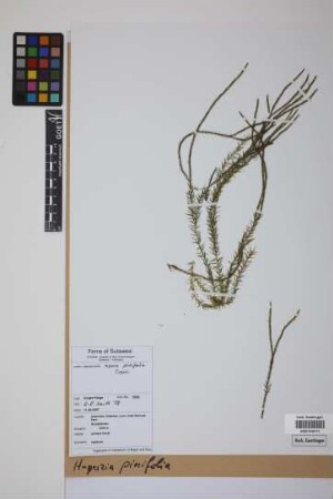 Phlegmariurus pinifolius (Trev.) comb. ined.