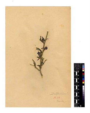 Ranunculaceae Delphinium rigidum Candolle, Augustin Pyramus de (1778 - 1841) [Hauran (Bergregion)]