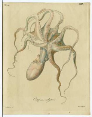 Octopus vulgaris : Zumpe, Gustav Adolph Ludwig nach Dietze, Julis Athanasius: Octopus vulgaris (Gemeiner Seepolyp), Vol. 12. Tab. XXXI. Radierung, kol.; 254 x 202 mm (Blattgröße). Aus: Carus, Carl Gustav: Icones sepiarum in litore maris mediterranei collectarum. Cum tabulis V. aeneis pictis. 1830. Dresden: SLUB Zool.677