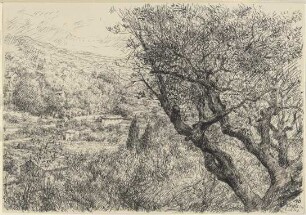 Bewaldetes Tal (Cassis)