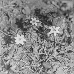 Frühling bei Blösa