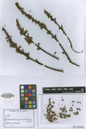 Lychnodiscus grandifolius Radlk. [syntype]
