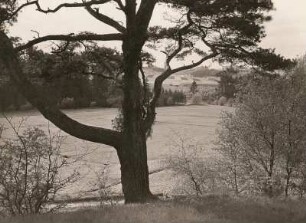 Tal der Froßen Striegis unterhalb Stephansmühle. Blick durch eine Kiefer auf den Gleithang von Siegfried