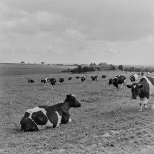 Landschaft mit Kühen