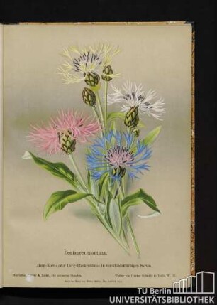 Centaurea montana. Berg-Korn- oder Berg-Flockenblume in verschiedenfarbigen Sorten.