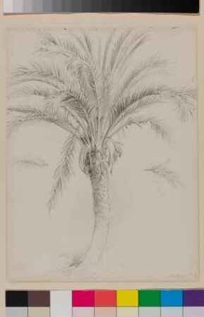 Palme