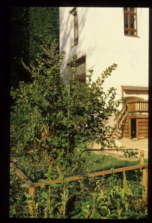 Diapositiv: Leuschnerdamm 9, 1986