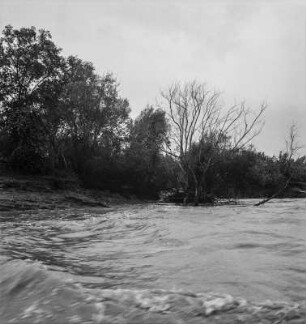 Flussufer : Vegetation am Ufer des Buzi