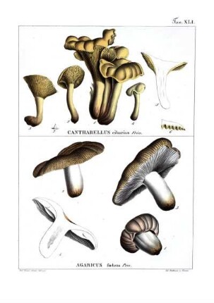 Tav. XLI. Cantharellus cibarius Fries. - Agaricus foetens Pers.