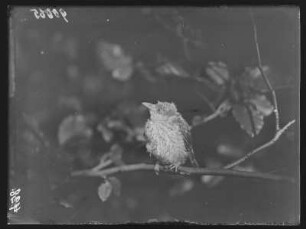Pirol : Rochlitzer Berg, ausgeflogener Pirol (Oriolus oriolus Linnaeus). Jungvogel.
