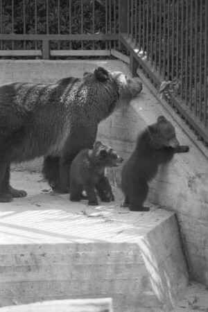 Nachwuchs bei den Braunbären im Karlsruher Zoo