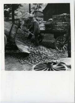 Anlieferung frischer Kartoffeln auf dem Pankower Wochenmarkt im Sommer 1945