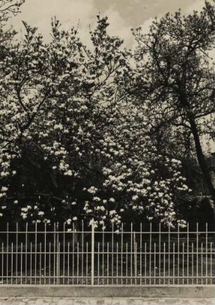 Frühling. Blühende Magnolie in einem Garten