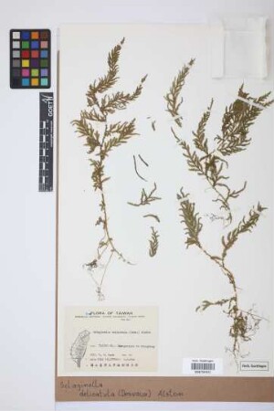 Selaginella delicatula Alston, 1932