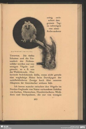Junge Waldohreule, Asio otus, Linn.