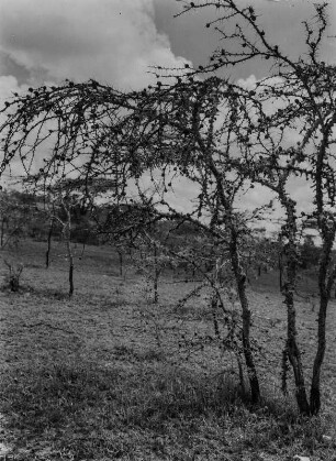 Dornenbusch : Dornenbusch in der Savanne. Aufnahmeort unweit der Grenze zwischen Tansania und Kenia