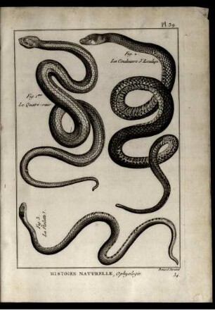 Pl. 39