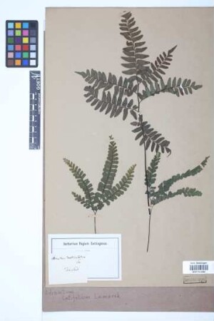 Adiantum latifolium Lam.
